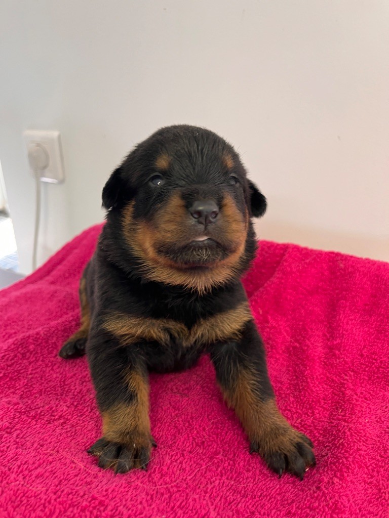 des Ops de Lif Thraser - Chiot disponible  - Rottweiler