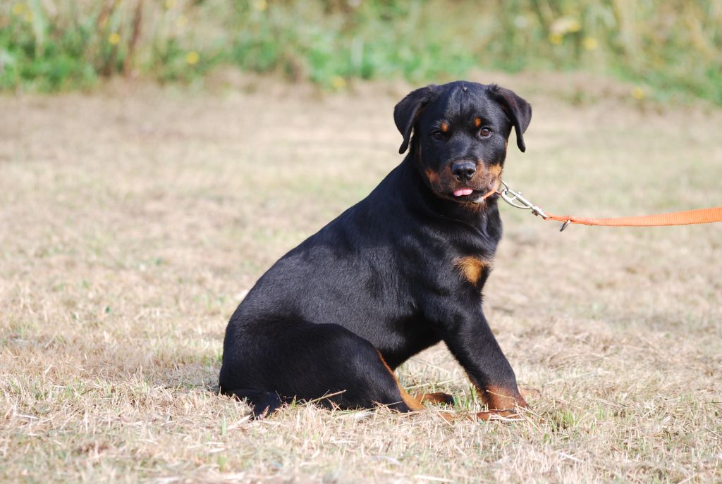 des Ops de Lif Thraser - Chiot disponible  - Rottweiler