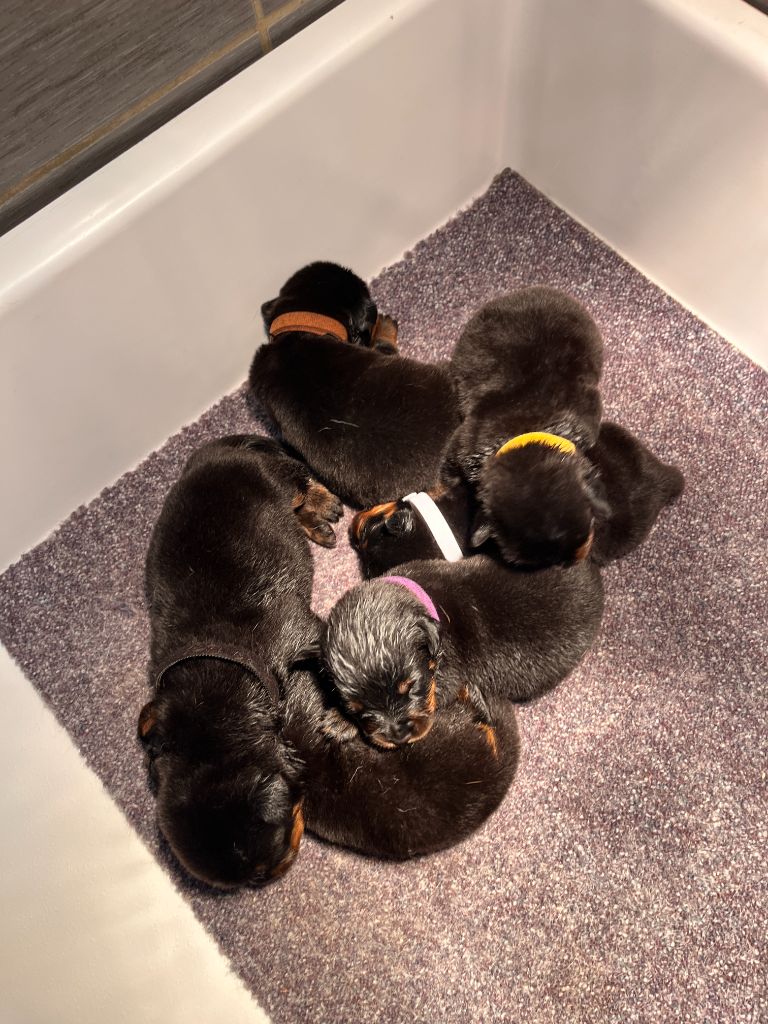 chiot Rottweiler des Ops de Lif Thraser