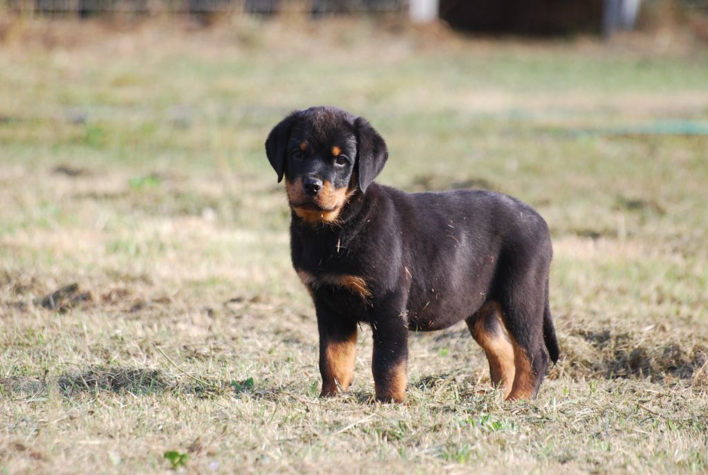 des Ops de Lif Thraser - Chiot disponible  - Rottweiler