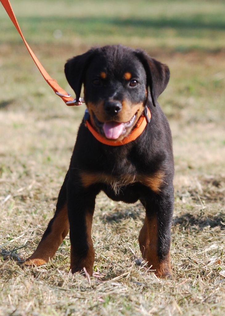 des Ops de Lif Thraser - Chiot disponible  - Rottweiler