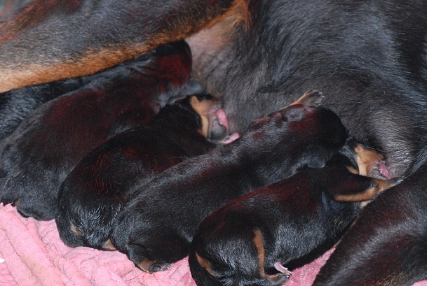 des Ops de Lif Thraser - Rottweiler - Portée née le 26/06/2013