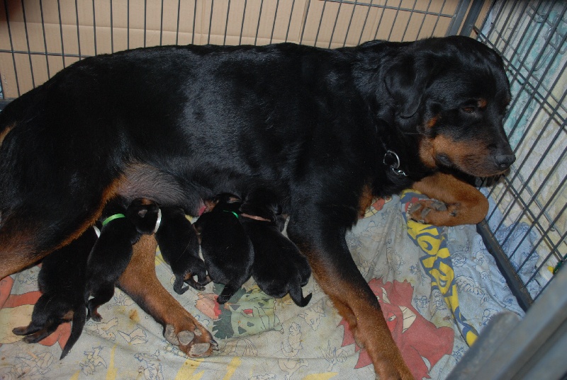 des Ops de Lif Thraser - Rottweiler - Portée née le 09/01/2012