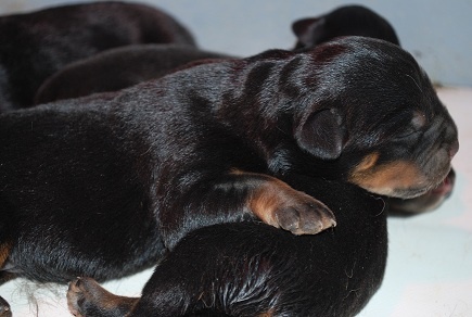 des Ops de Lif Thraser - Rottweiler - Portée née le 17/05/2012