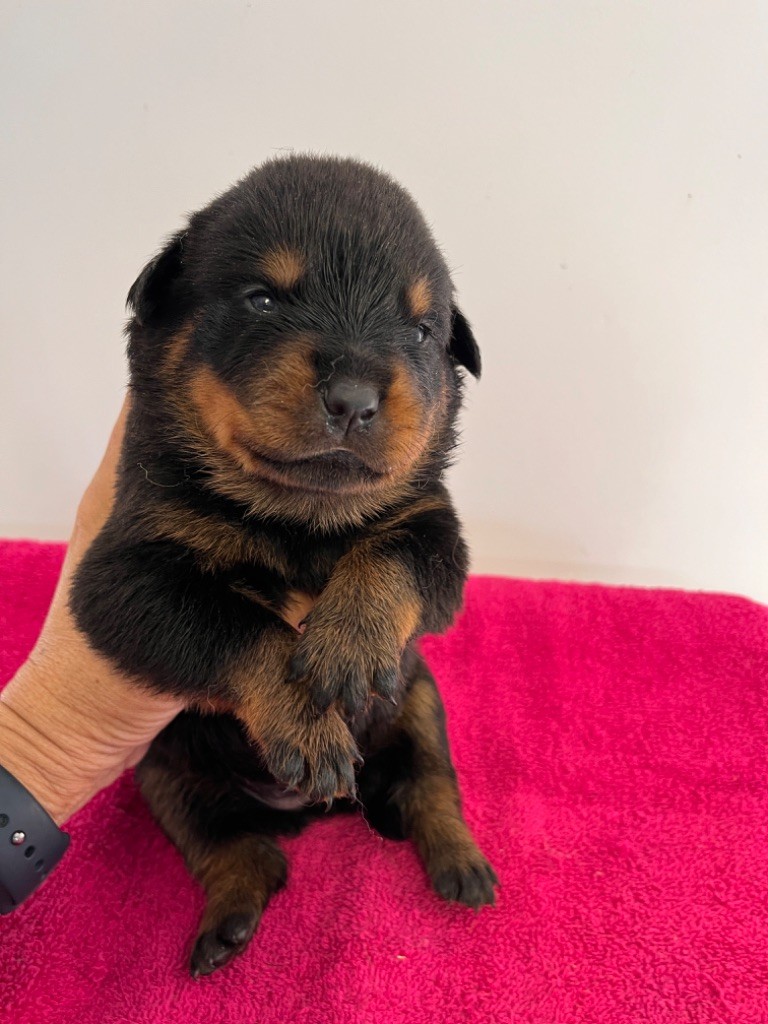 des Ops de Lif Thraser - Chiot disponible  - Rottweiler