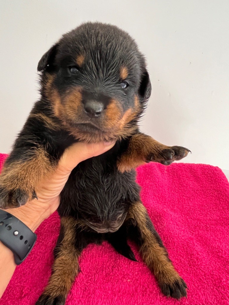 des Ops de Lif Thraser - Chiot disponible  - Rottweiler