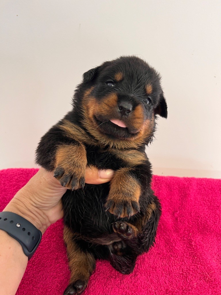 des Ops de Lif Thraser - Chiot disponible  - Rottweiler