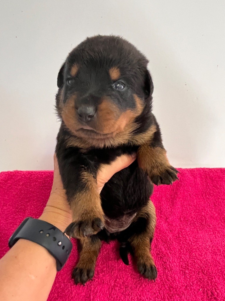 des Ops de Lif Thraser - Chiot disponible  - Rottweiler