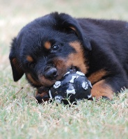 des Ops de Lif Thraser - Rottweiler - Portée née le 25/07/2011