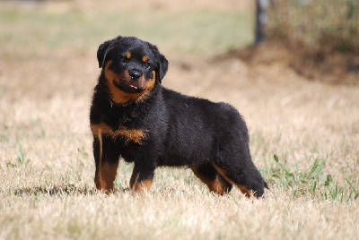 des Ops de Lif Thraser - Rottweiler - Portée née le 05/06/2024