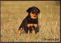 des Ops de Lif Thraser - Rottweiler - Portée née le 25/06/2018