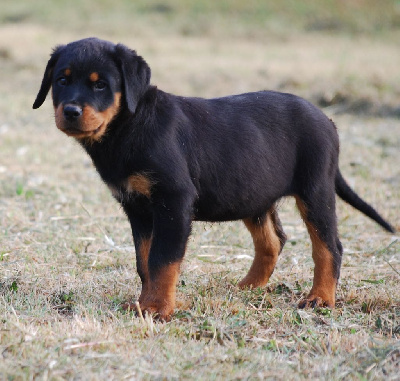 CHIOT JAUNE