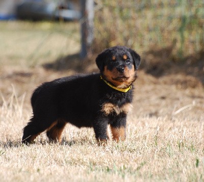 CHIOT JAUNE