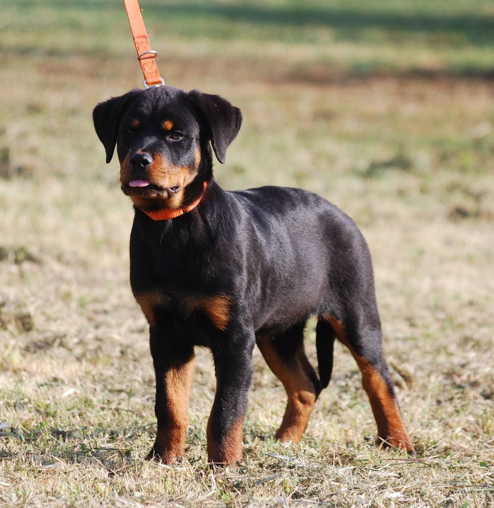 des Ops de Lif Thraser - Chiot disponible  - Rottweiler