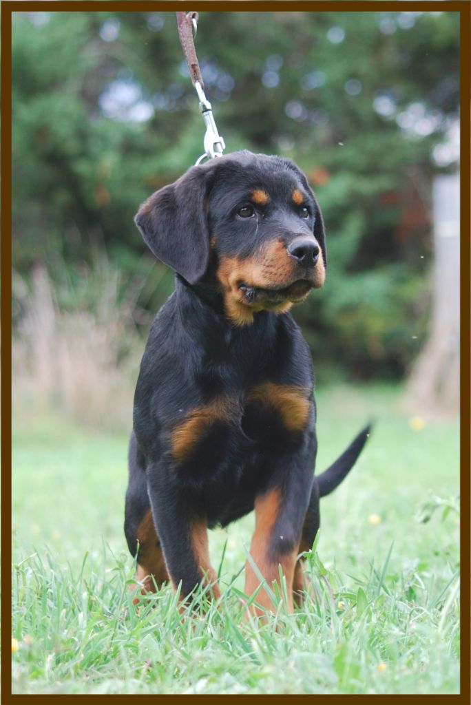 des Ops de Lif Thraser - Chiot disponible  - Rottweiler