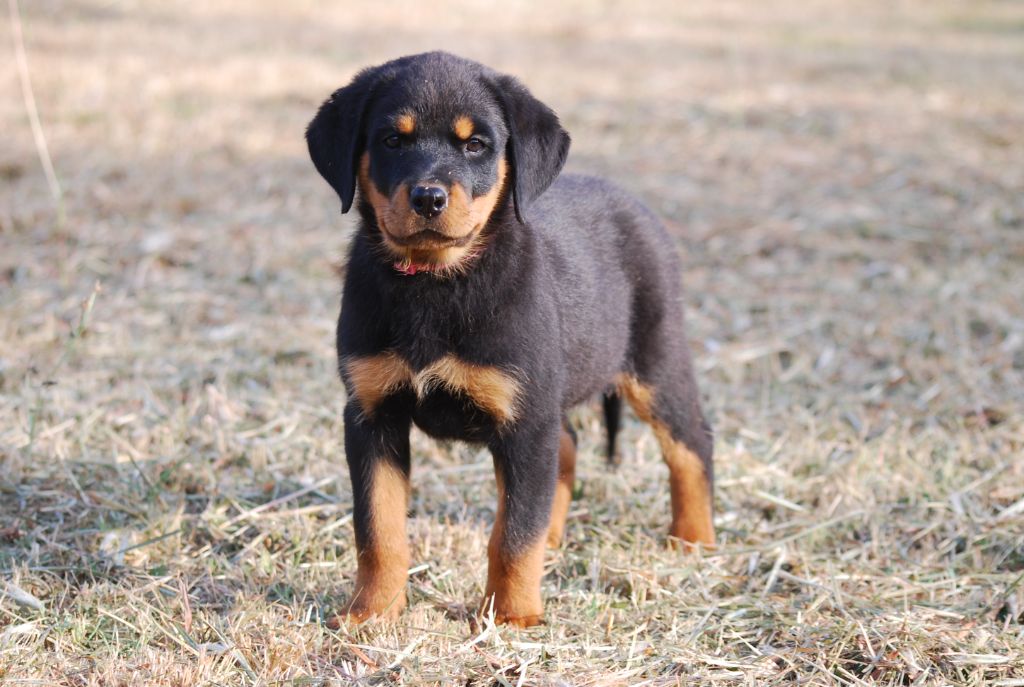 des Ops de Lif Thraser - Chiot disponible  - Rottweiler