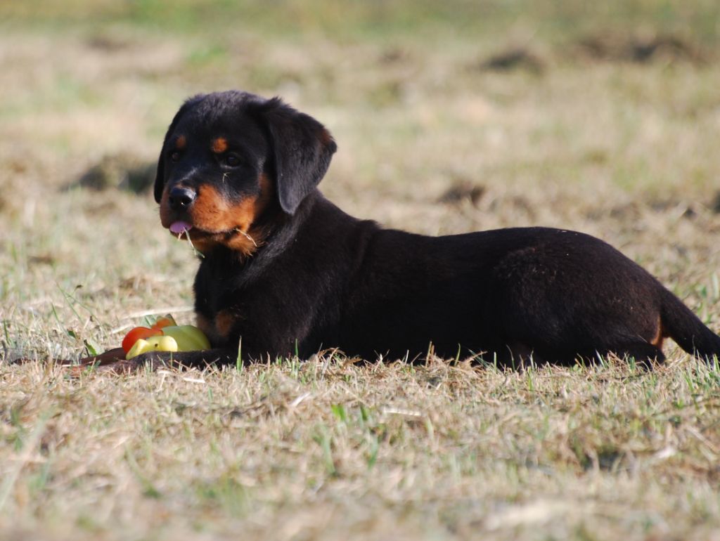 des Ops de Lif Thraser - Chiot disponible  - Rottweiler