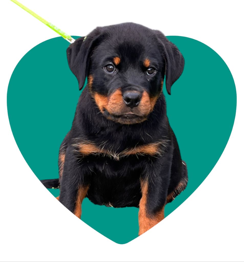 des Ops de Lif Thraser - Chiot disponible  - Rottweiler