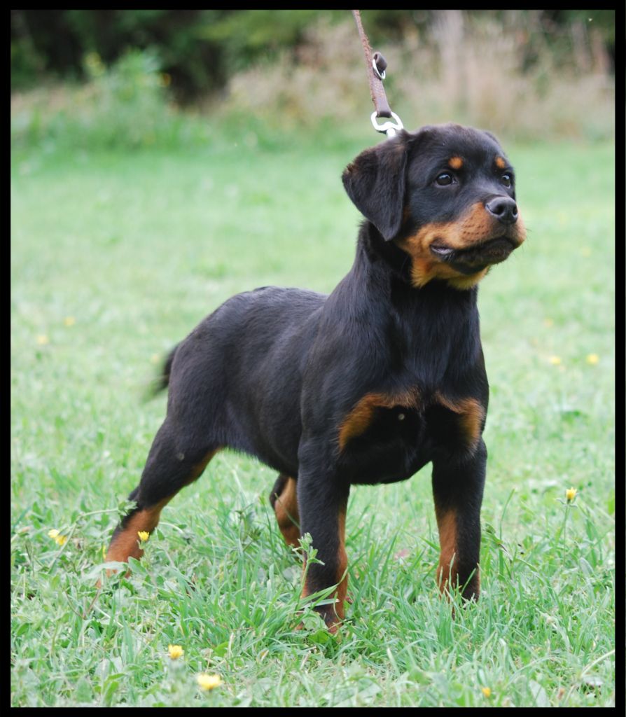 des Ops de Lif Thraser - Chiot disponible  - Rottweiler