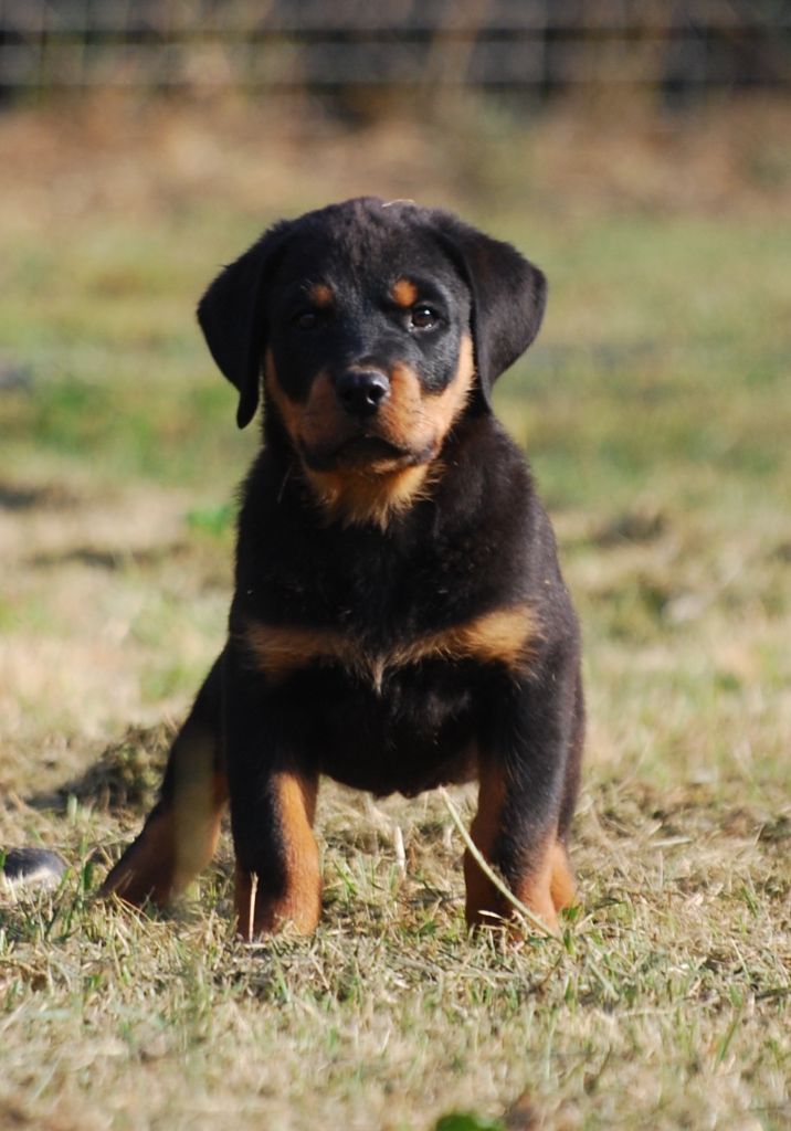 des Ops de Lif Thraser - Chiot disponible  - Rottweiler