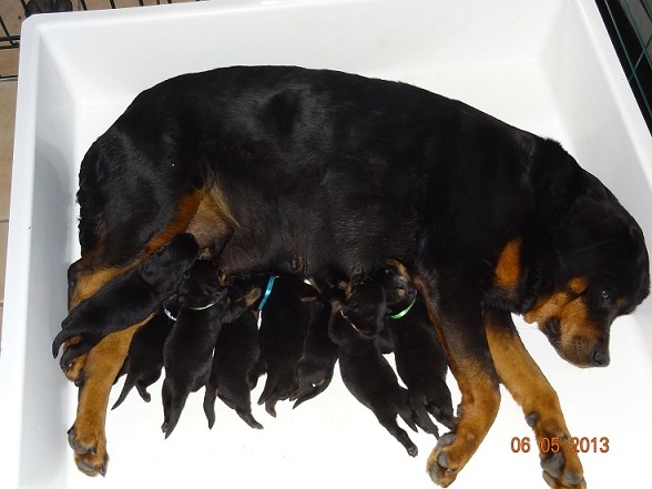 chiot Rottweiler des Ops de Lif Thraser