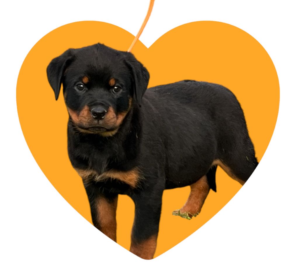 des Ops de Lif Thraser - Chiot disponible  - Rottweiler