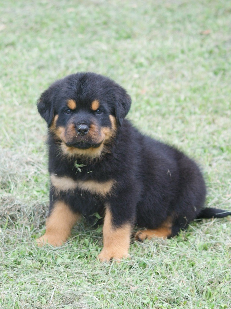 des Ops de Lif Thraser - Chiots disponibles - Rottweiler