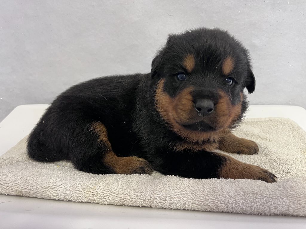des Ops de Lif Thraser - Chiots disponibles - Rottweiler