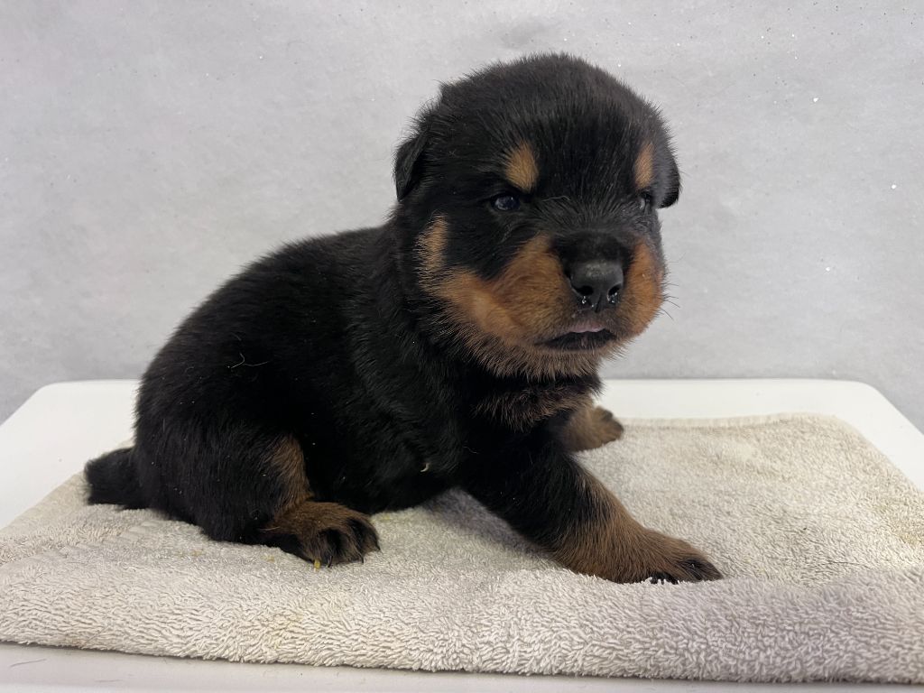 des Ops de Lif Thraser - Chiots disponibles - Rottweiler