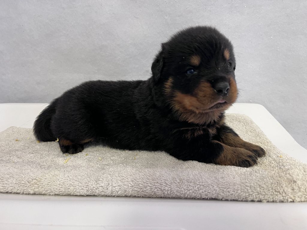 des Ops de Lif Thraser - Chiots disponibles - Rottweiler
