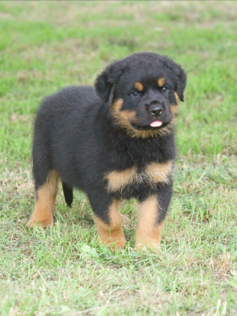 des Ops de Lif Thraser - Chiots disponibles - Rottweiler