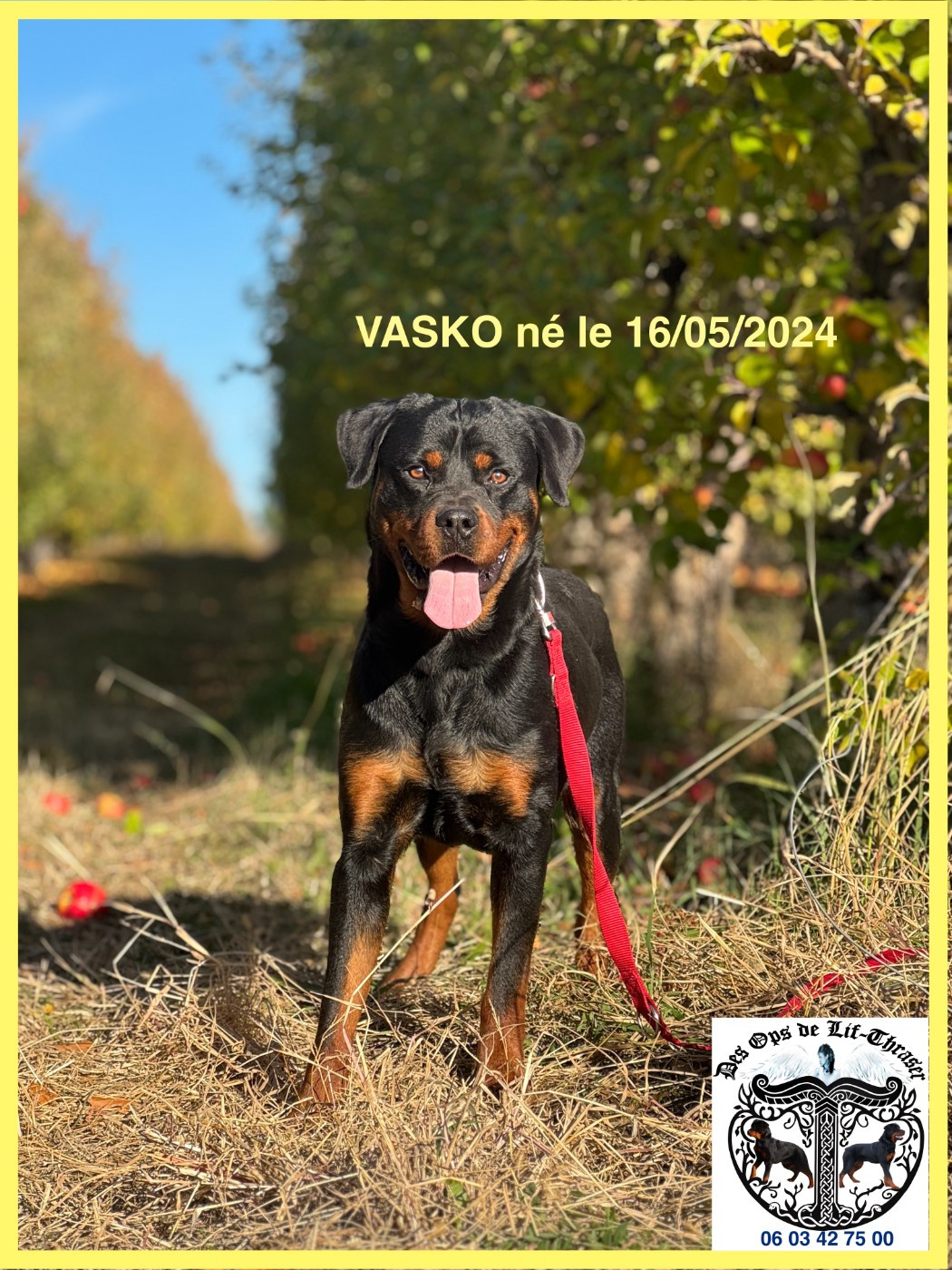 des Ops de Lif Thraser - Chiots disponibles - Rottweiler