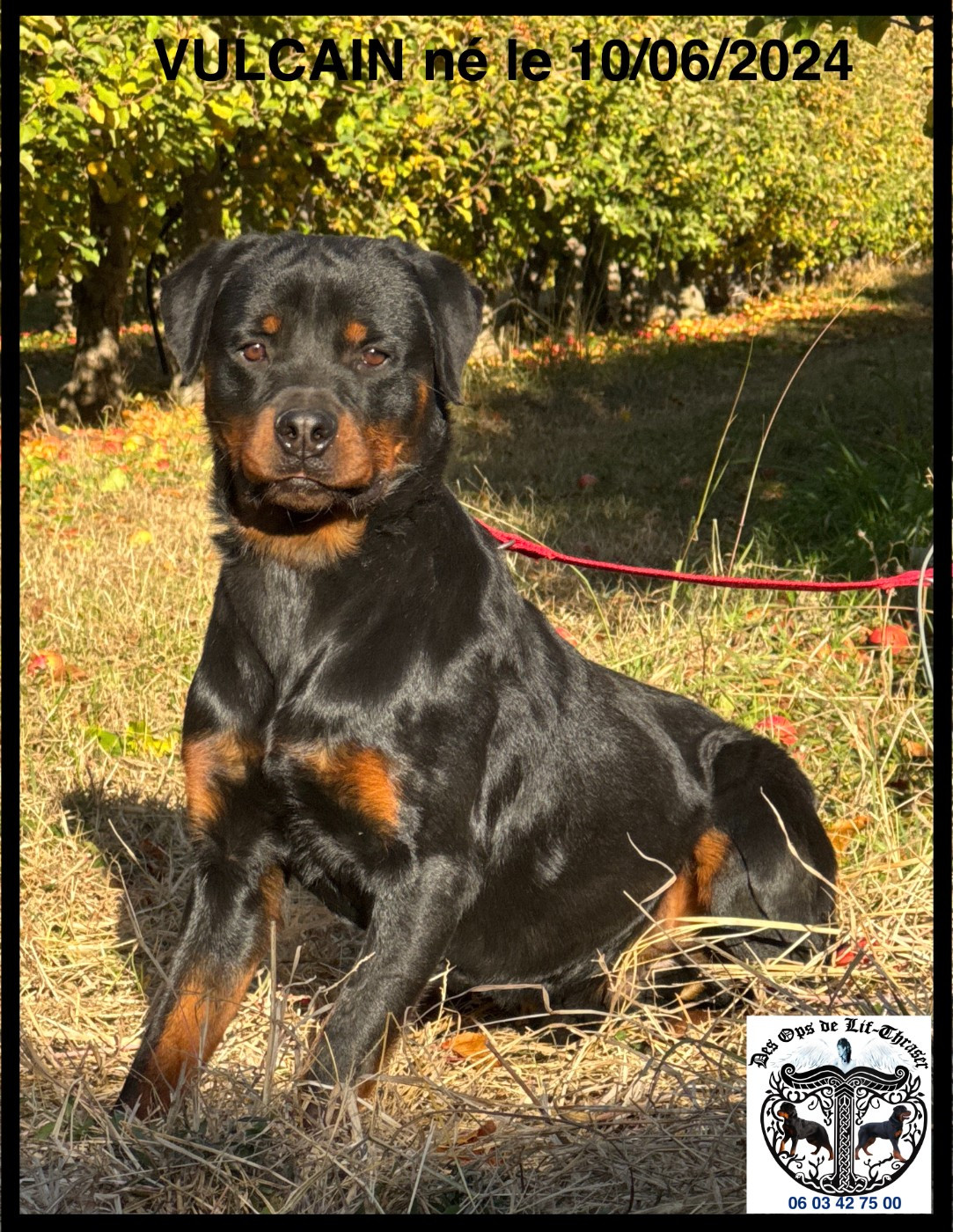 des Ops de Lif Thraser - Chiots disponibles - Rottweiler