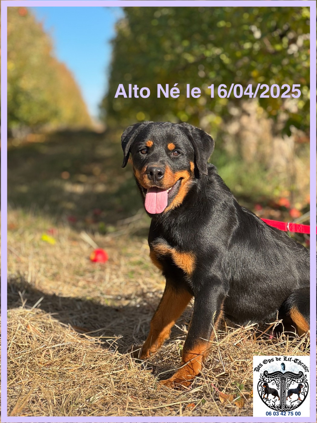 des Ops de Lif Thraser - Chiots disponibles - Rottweiler