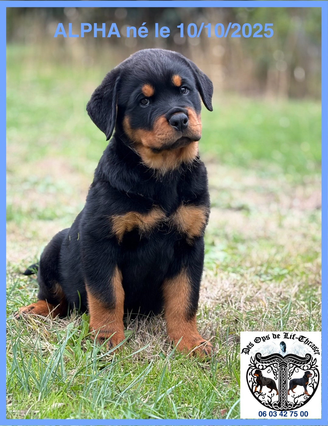 des Ops de Lif Thraser - Chiots disponibles - Rottweiler