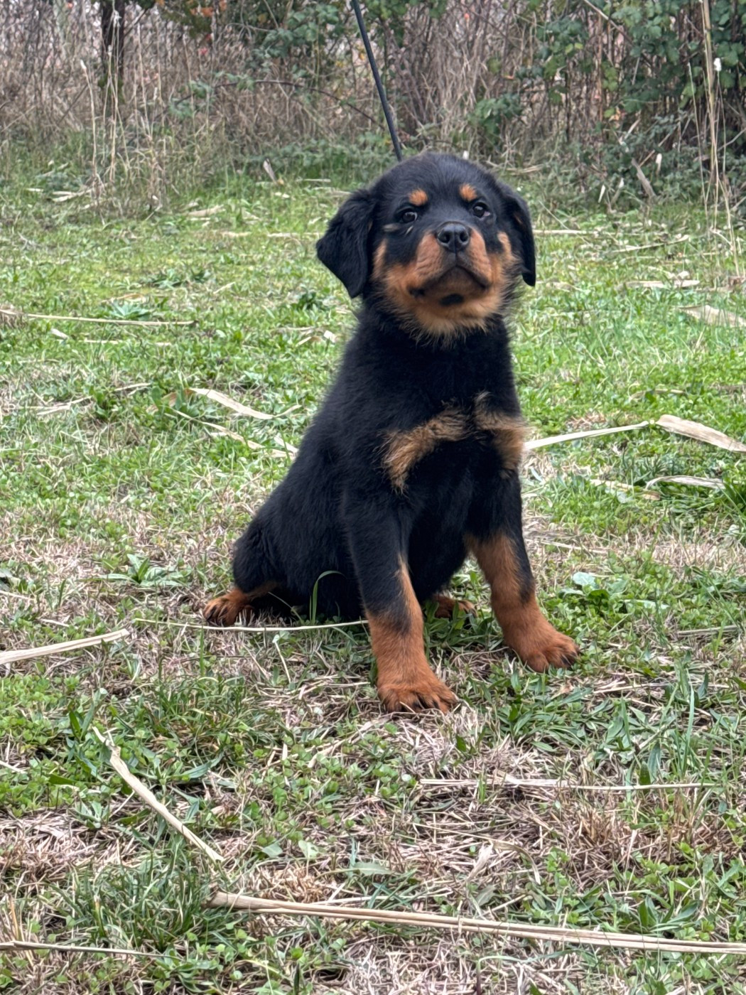 des Ops de Lif Thraser - Rottweiler - Portée née le 10/10/2025