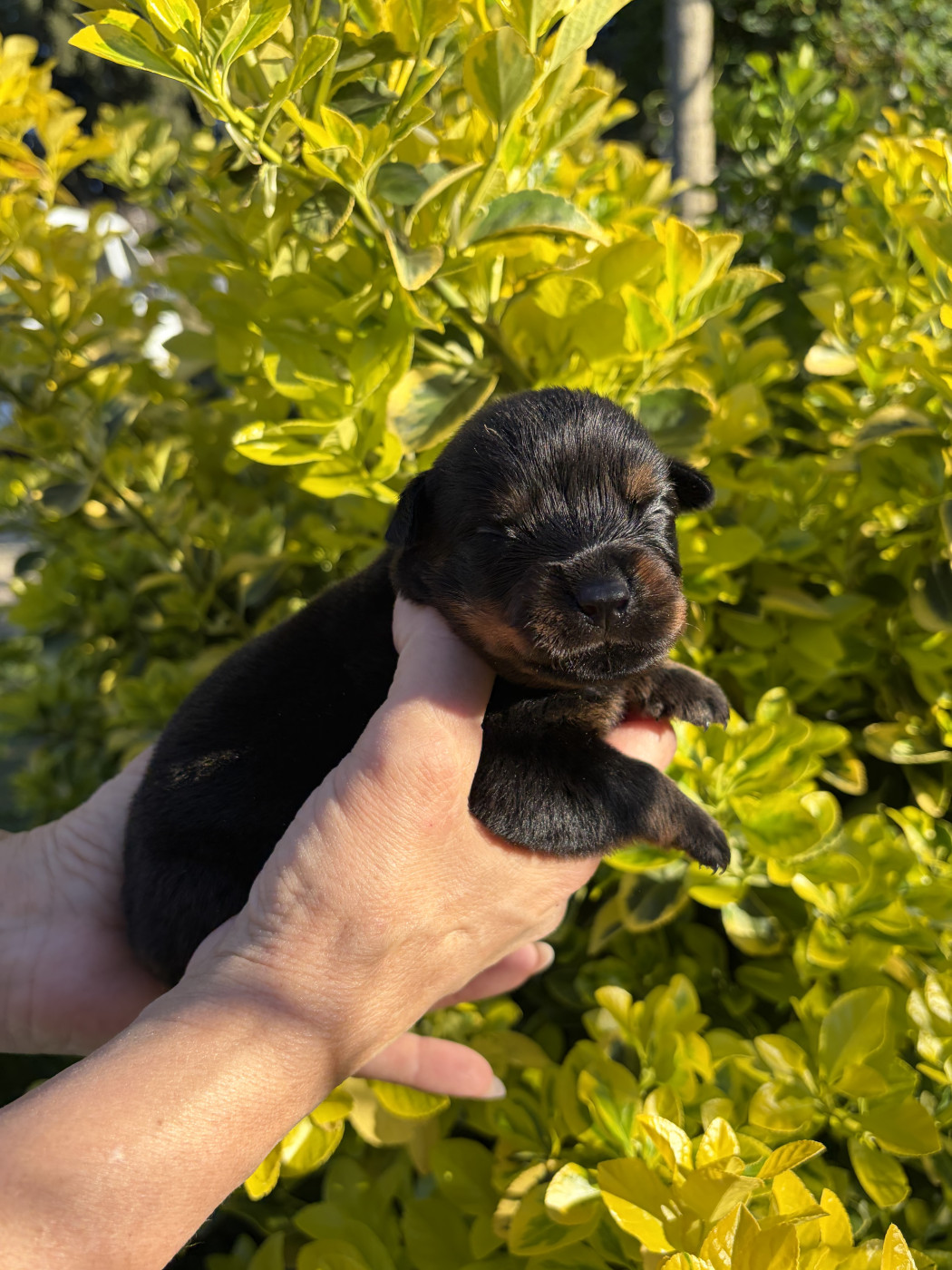 des Ops de Lif Thraser - Chiots disponibles - Rottweiler