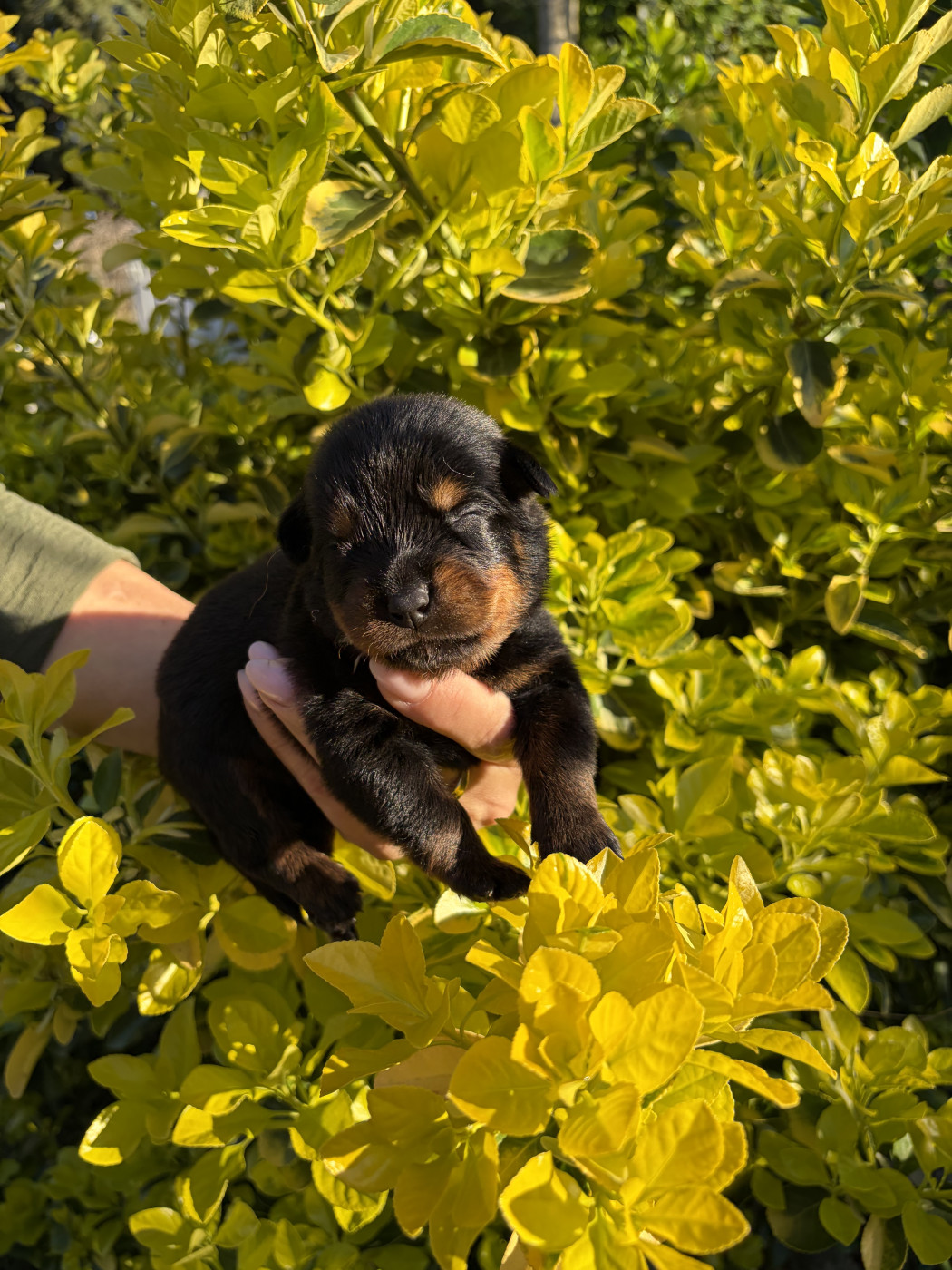 des Ops de Lif Thraser - Chiots disponibles - Rottweiler