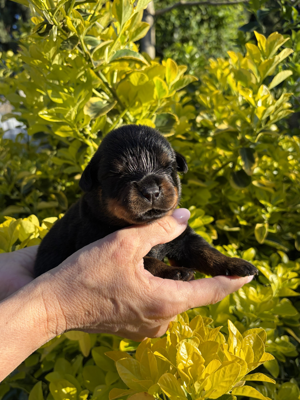 des Ops de Lif Thraser - Chiots disponibles - Rottweiler