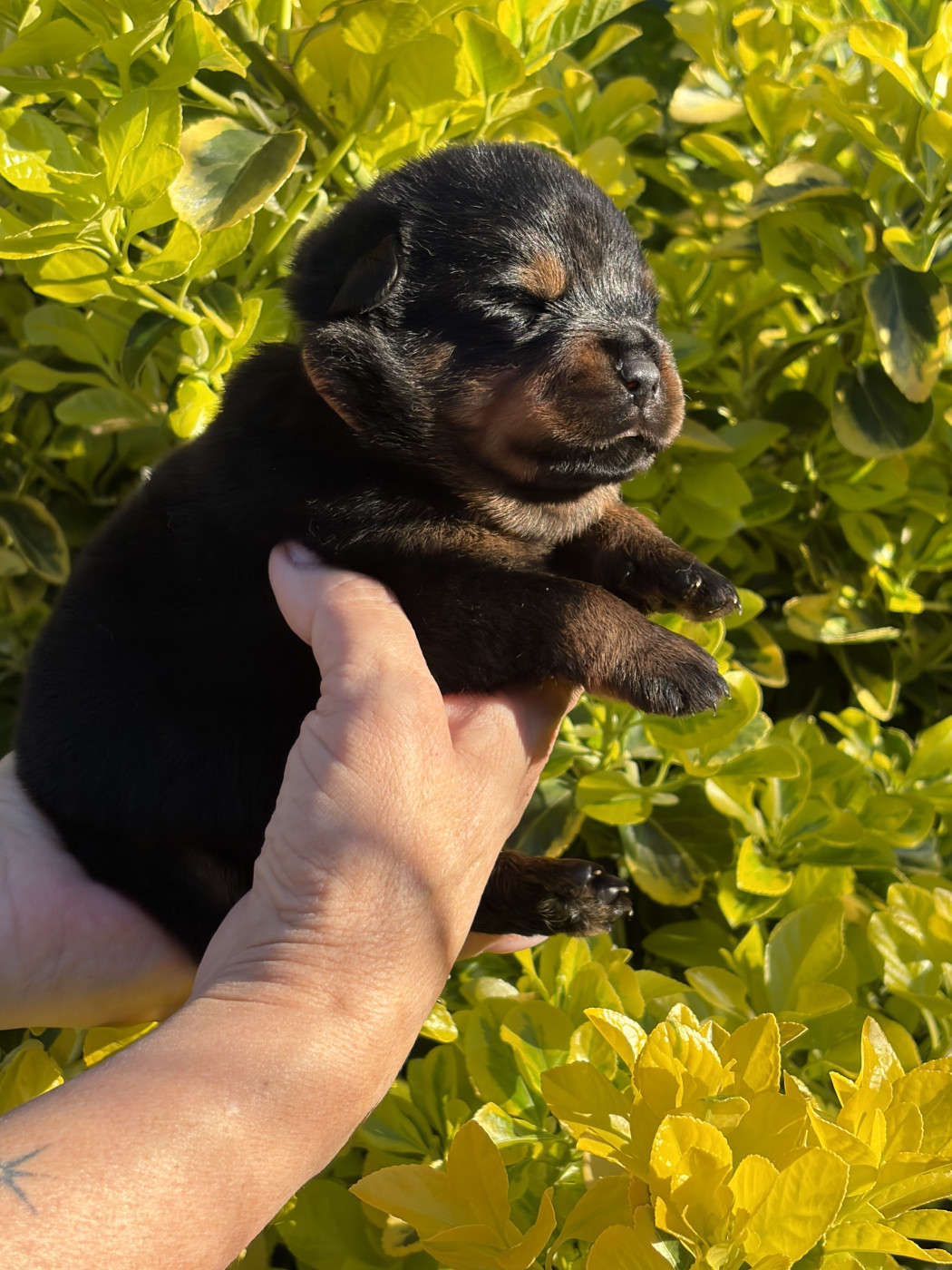 des Ops de Lif Thraser - Chiots disponibles - Rottweiler