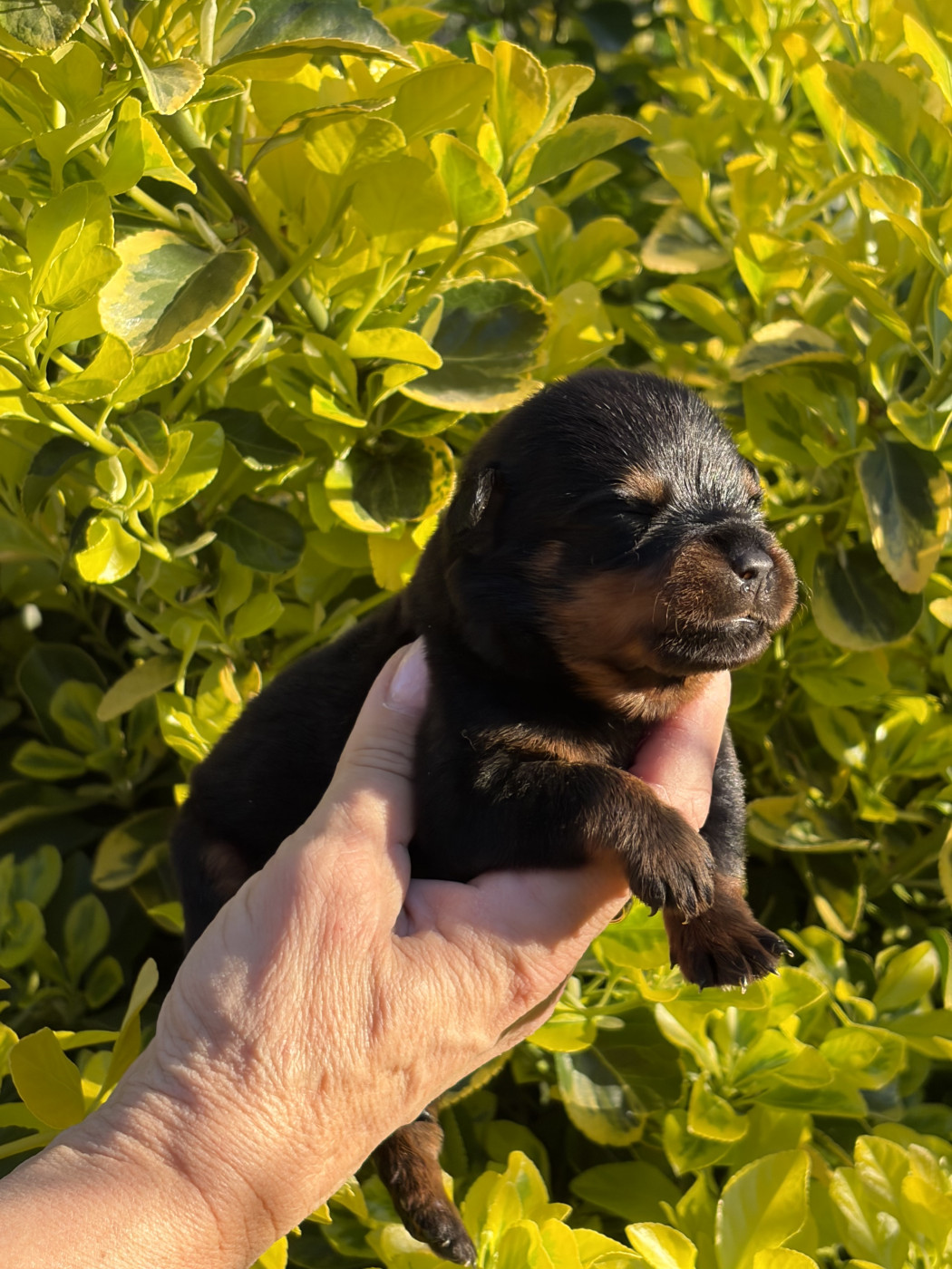 des Ops de Lif Thraser - Chiots disponibles - Rottweiler