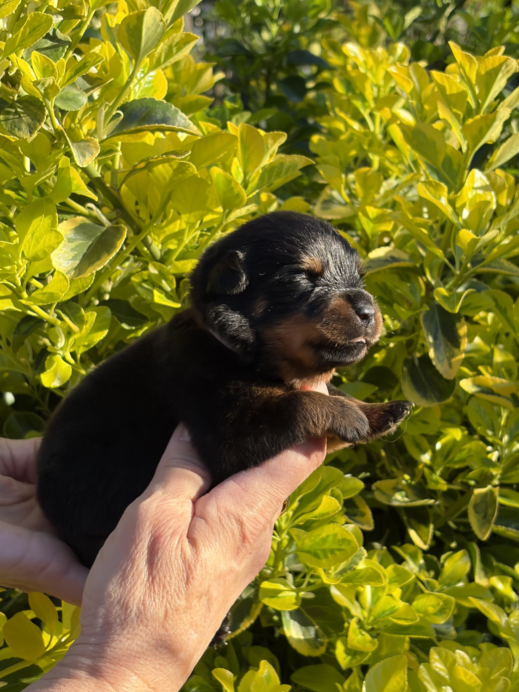 des Ops de Lif Thraser - Chiots disponibles - Rottweiler