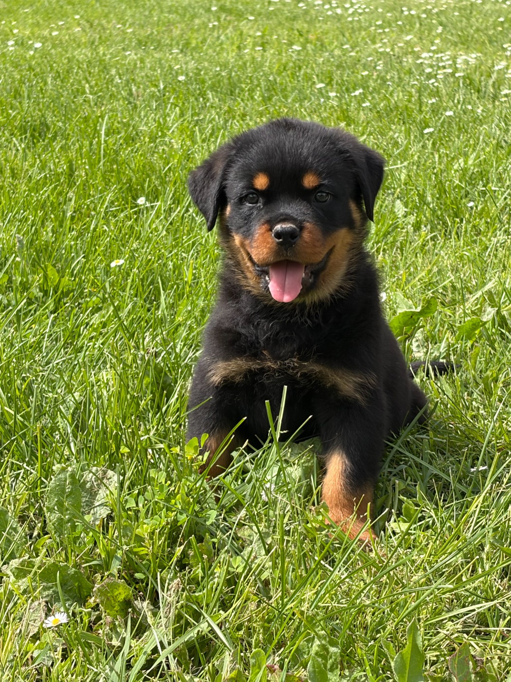 des Ops de Lif Thraser - Chiots disponibles - Rottweiler