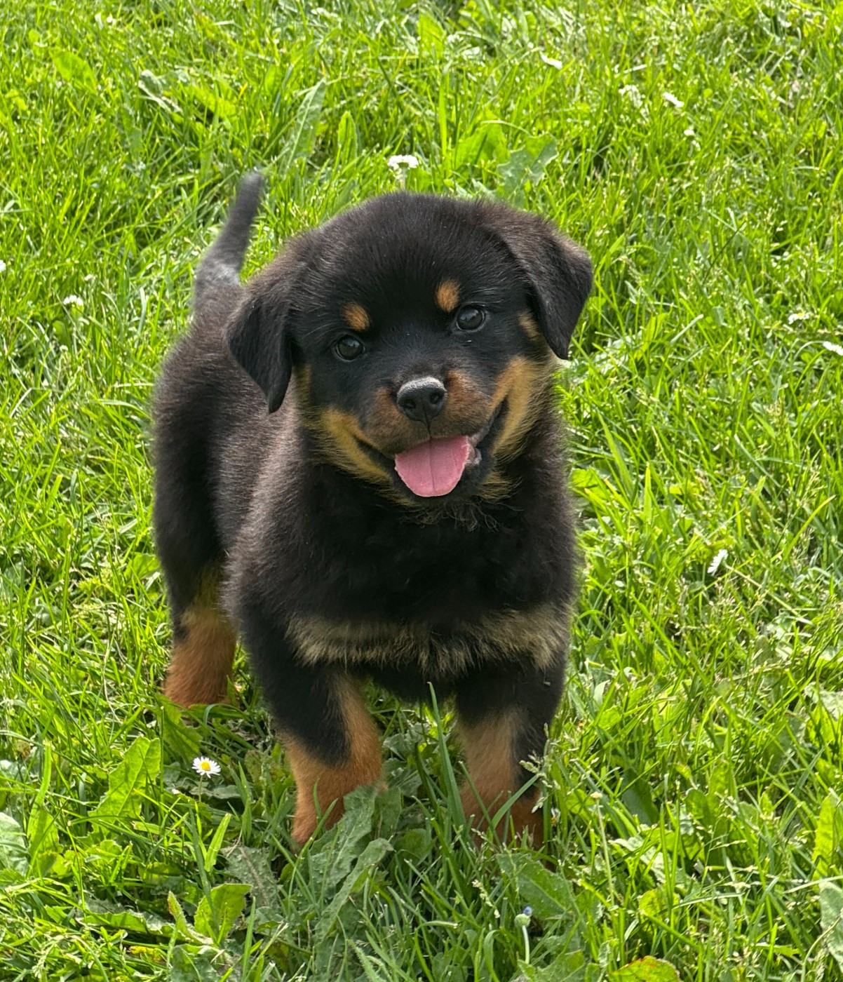 des Ops de Lif Thraser - Chiots disponibles - Rottweiler