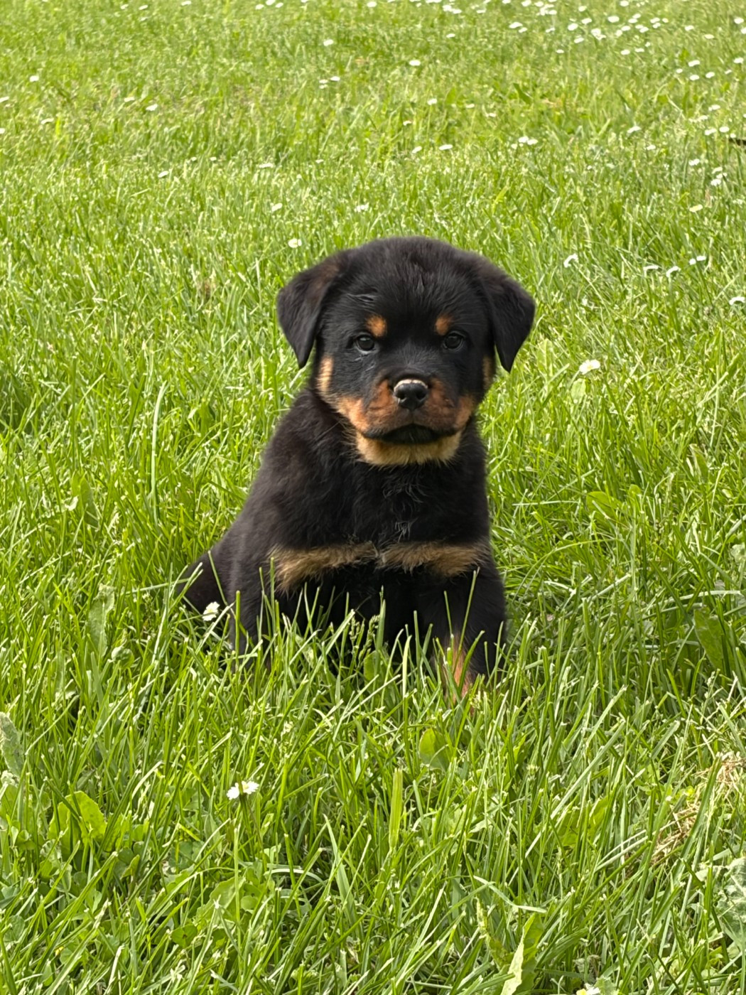 des Ops de Lif Thraser - Chiots disponibles - Rottweiler