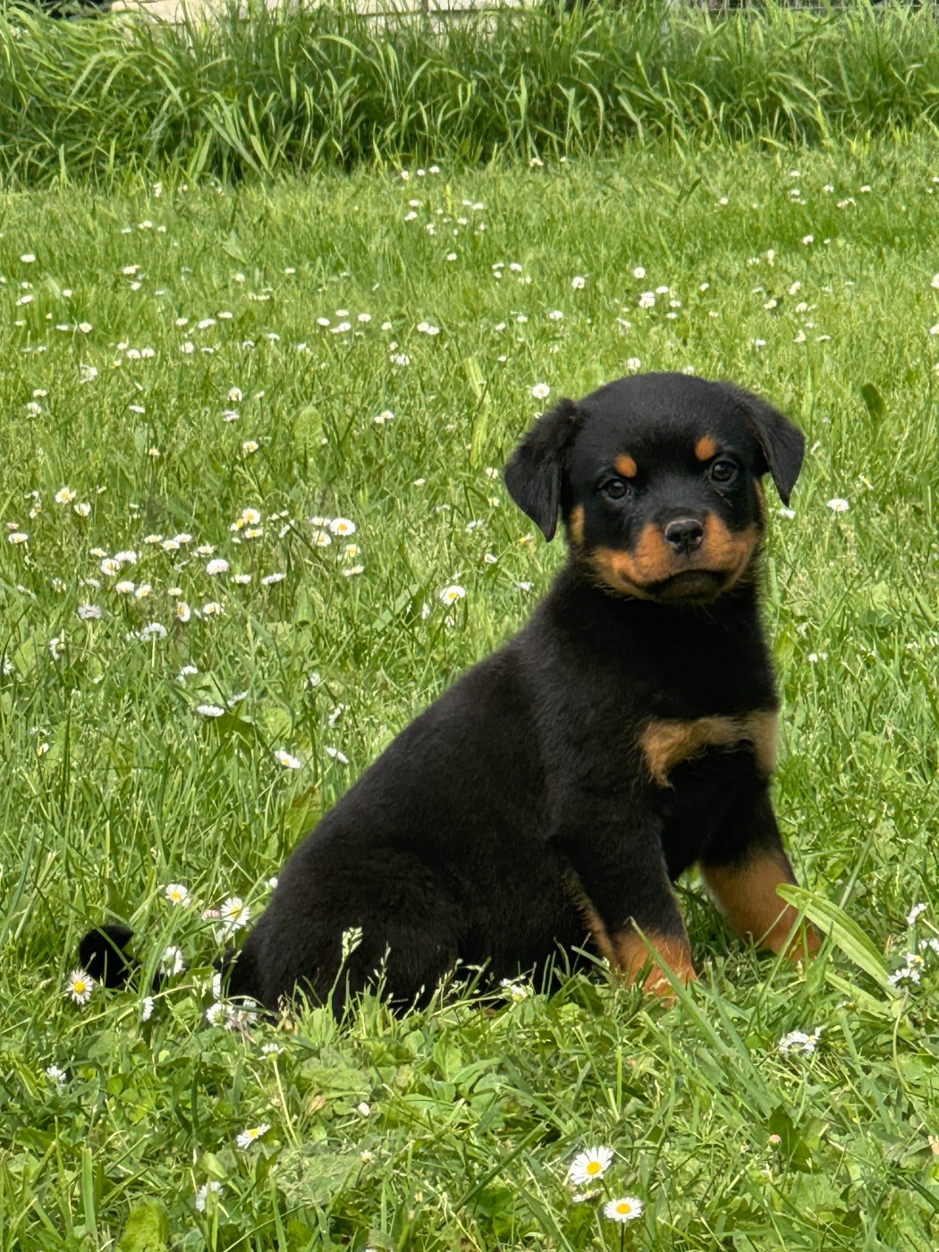 des Ops de Lif Thraser - Chiots disponibles - Rottweiler