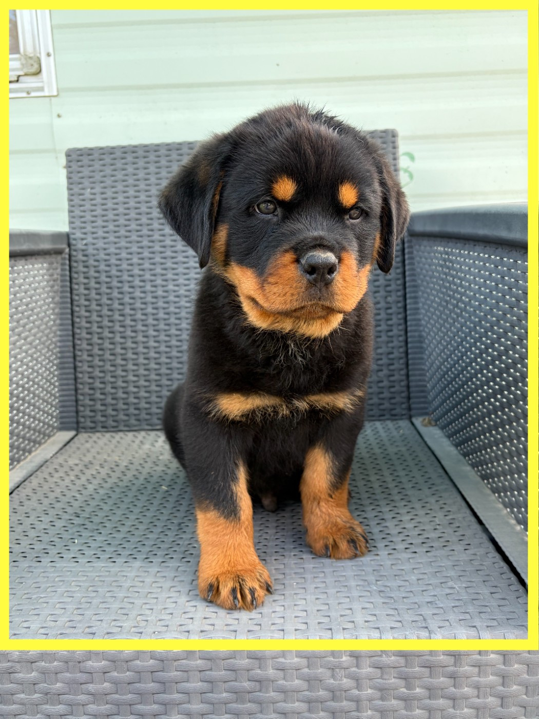 des Ops de Lif Thraser - Chiots disponibles - Rottweiler