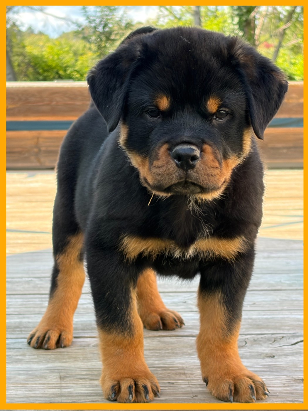 des Ops de Lif Thraser - Chiots disponibles - Rottweiler