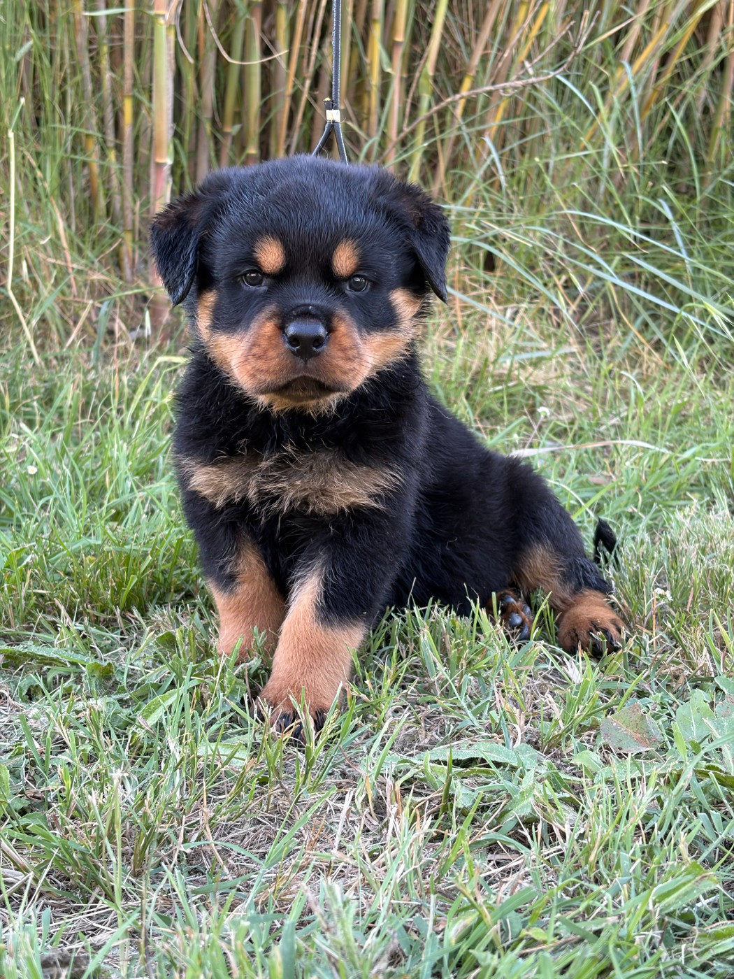 des Ops de Lif Thraser - Chiots disponibles - Rottweiler
