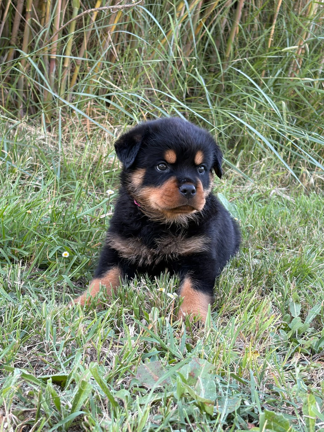 des Ops de Lif Thraser - Chiots disponibles - Rottweiler